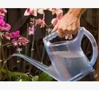 Kỹ thuật trồng hoa lan và tưới nước đúng cách cho hoa nở đẹp bền lâu chơi Tết