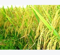 Đón đồng và nuôi hạt lúa Đông Xuân