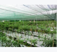 Công nghệ trồng rau sạch của Việt Nam tìm chỗ đứng tại Singapore