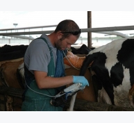 Ứng dụng kỹ thuật siêu âm trong sinh sản ở bò