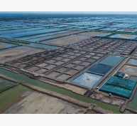 Việt Nam: Ngôi sao mới giữa “giao lộ” thủy sản