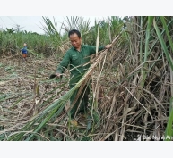 Nông dân Nghệ An trồng mía đạt 60 triệu đồng/ha trên đất cao cưỡng