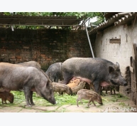 Thu nhập tốt từ nuôi lợn rừng Thái Lan ở miền núi Nghệ An