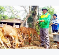 Biến đất trống, đồi trọc thành trang trại tiền tỷ