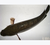 Đặc điểm sinh học của một số loài cá nuôi lồng bè tại tỉnh Quảng Nam (cá lóc)
