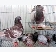Vĩnh Long hỗ trợ dân nuôi chim bồ câu Pháp sinh sản