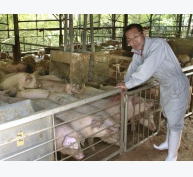 Nông trại nuôi lợn bằng nước trà xanh của Nhật