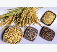 Thị trường nguyên liệu - thức ăn chăn nuôi thế giới ngày 7/3: Giá lúa mì giảm 1%