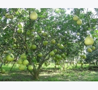 Những lưu ý trong canh tác cây ăn quả mùa khô 2017-2018 tại Nam Bộ