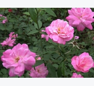 Kỹ thuật trồng hoa hồng quế cánh kép cho vườn nhà ngát hương