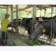 Hà Nam phát triển chăn nuôi bò sinh sản, bò thịt chất lượng cao