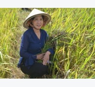 Trồng lúa thảo dược khỏe người, tăng thu nhập