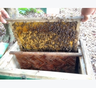 Kỹ thuật nuôi ong hiệu quả phần 1