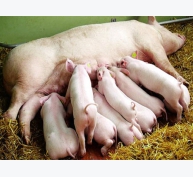 Quy trình chăm sóc lợn nái lai F1 giai đoạn chửa, đẻ và nuôi con