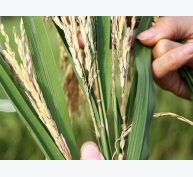 Phòng trừ bệnh đạo ôn cổ bông và lem lép hạt lúa Đông Xuân hiệu quả nhất