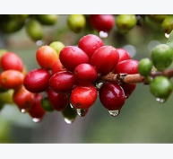 Thị trường cà phê Tháng 02/2019 Cả tháng sụt giảm 400 đồng/kg