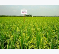 Hướng dẫn kỹ thuật gieo cấy và chăm sóc giống lúa chất lượng RVT