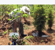 Kỹ thuật trồng và chăm sóc cây đinh lăng