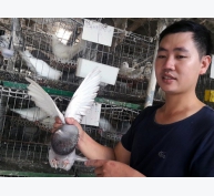 Kinh nghiệm của người nuôi chim bồ câu Pháp lãi hàng trăm triệu đồng mỗi năm