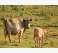 Tảo có thể làm tăng năng suất chăn nuôi gia súc