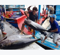 Hợp tác quốc tế xây dựng thương hiệu cá ngừ đại dương