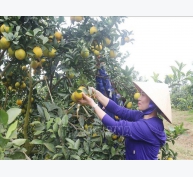 Một số tiến bộ kỹ thuật ứng dụng trong sản xuất cây ăn quả có múi