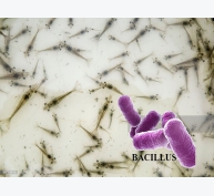 Sử dụng Bacillus để ức chế vi khuẩn Vibrio Harveyi gây bệnh trên tôm nuôi