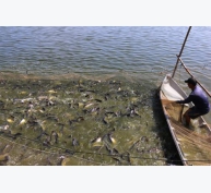 Bắt đầu chương trình cải thiện giống cá tra tại Việt Nam