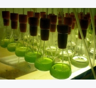 Vi tảo - tăng cường sức khỏe tôm nuôi để đối phó với dịch bệnh