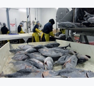 Khai thác giảm, giá cá ngừ sọc dưa tăng vọt
