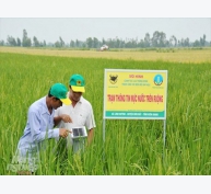 Giải pháp sản xuất nông nghiệp thông minh trong canh tác lúa