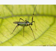 Tác hại của bọ xít muỗi và biện pháp phòng trừ