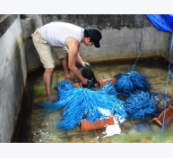 Thu nhập cao từ nuôi lươn không bùn bằng dây nilông