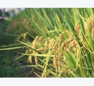 Sản xuất lúa gạo đi đôi với giảm phát thải khí nhà kính