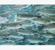 Tổ chức phúc lợi động vật lớn nhất của Mỹ đưa ra tiêu chuẩn nuôi trồng thủy sản