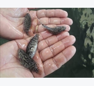 Nhân giống thành công cá mú trân châu tại Ninh Thuận