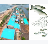 Một bước đột phá của Ấn Độ có thể dẫn đến sự bùng nổ nghề nuôi cá đối xám?