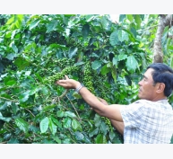 Trồng cà phê hướng hữu cơ, lãi hơn 140 triệu đồng/ha/năm