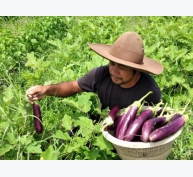 Bali, Indonesia - Ngành du lịch sụp đổ, giới trẻ chuyển hướng làm nông