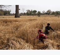 Giá lúa mì thế giới tăng cao, Ấn Độ chớp cơ hội xuất khẩu