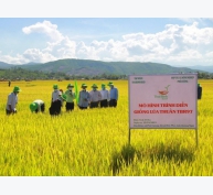 Giống lúa TBR97 thể hiện nhiều ưu điểm trên chân đất nghèo dinh dưỡng