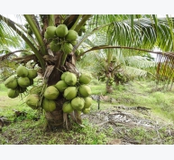Để trồng dừa dứa đạt hiệu quả cao