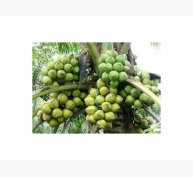 Thụ Phấn Trên Cây Dừa Sáp