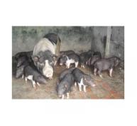 Thái Bình Phát Triển Giống Lợn Rừng Lai