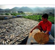 Cá Nước Ngọt Chết Hàng Loạt, Thiệt Hại 100 Triệu Đồng Ở Quảng Trị