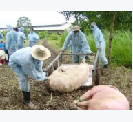 Chủ Động Dập Dịch Lợn Tai Xanh Ở Thái Bình