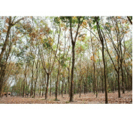 Giao Khoán Vườn Cây Cao Su Lợi - Hại Khó Lường