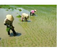 Anh Nguyễn Văn Khởi Hành Công Vụ Lúa Trên Đất Nuôi Tôm Ở Cà Mau