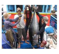 Ngư Dân Phú Yên Trúng Lớn Cá Ngừ