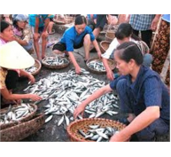 Đưa Vào Hoạt Động Nhà Máy Chế Biến Bột Cá Quy Mô Lớn Nhất Châu Á